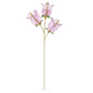 Garden Tales Campanula 5646019